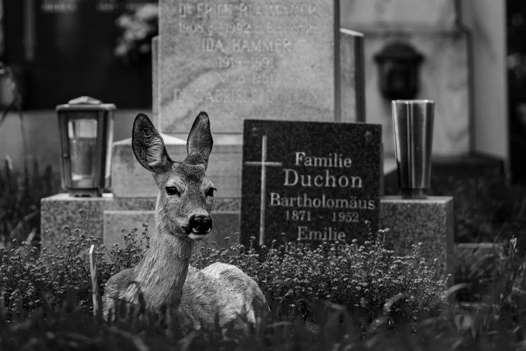 Reh liegt vor dem Grab der Familie Duchon