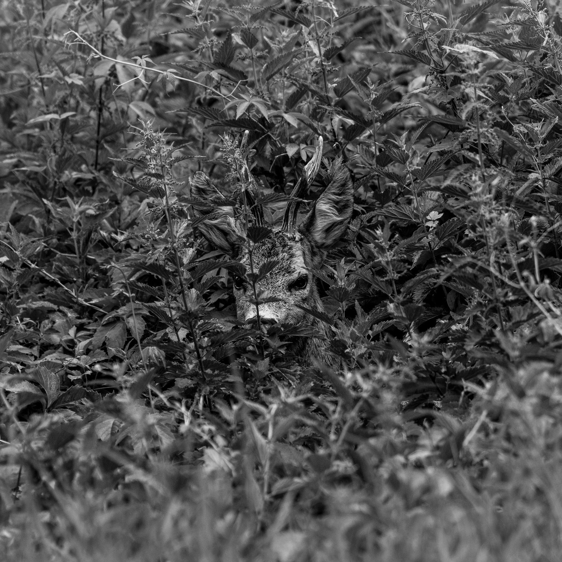 Ein Reh versteckt sich im dichten Brennnesselfeld