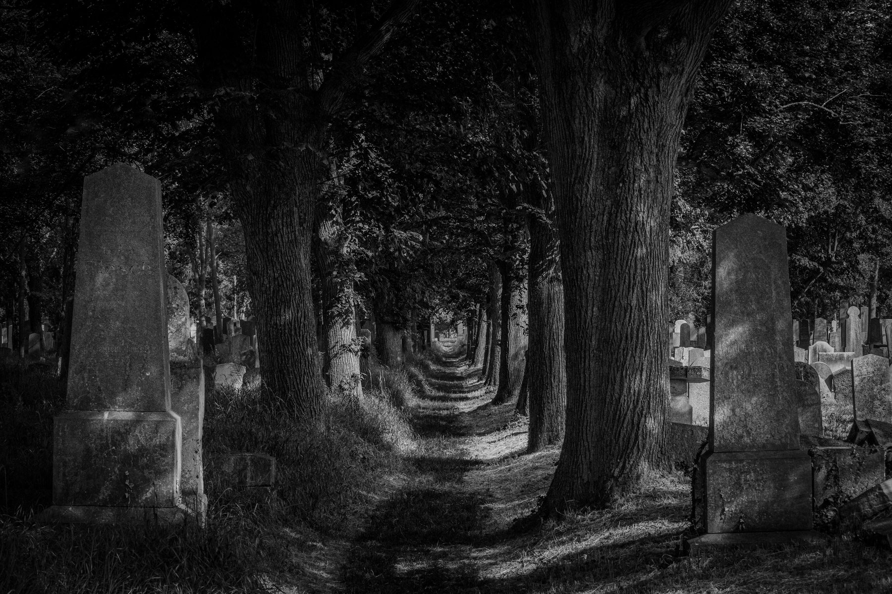 Baumallee zwischen Grabsteinen am Zentralfriedhof