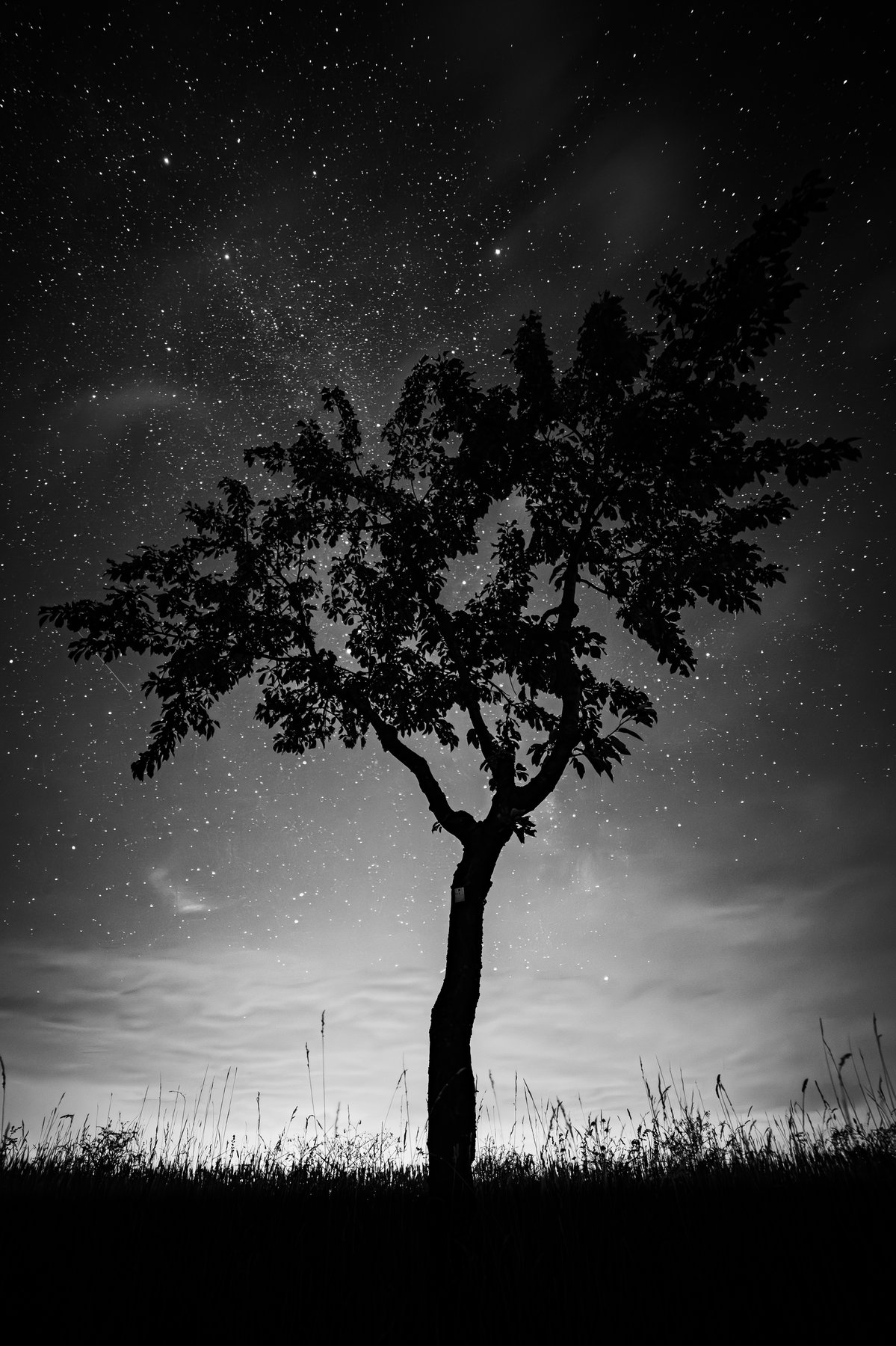 Einzelner Baum als Silhouette unter einem Sternenhimmel