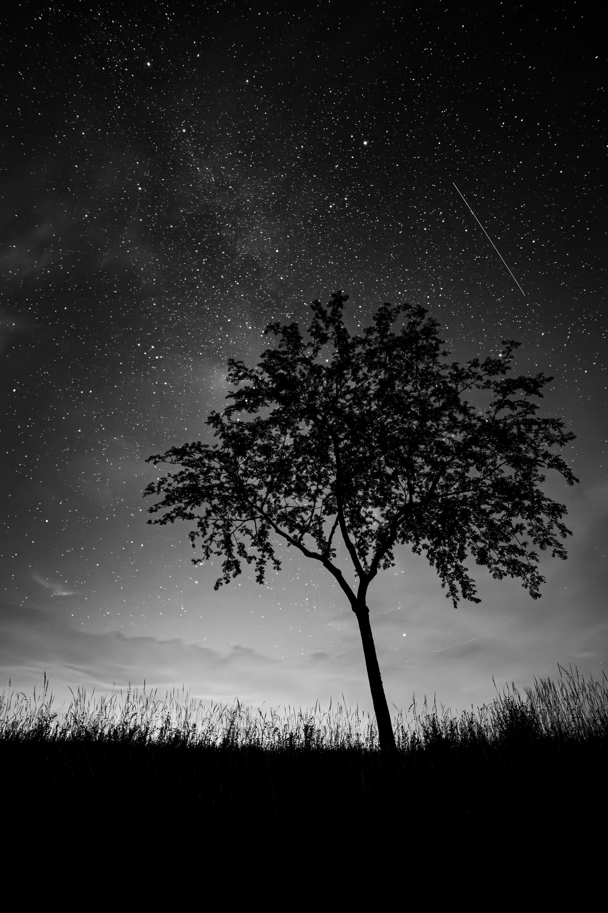 Baum unter Sternenhimmel mit Sternschnuppe