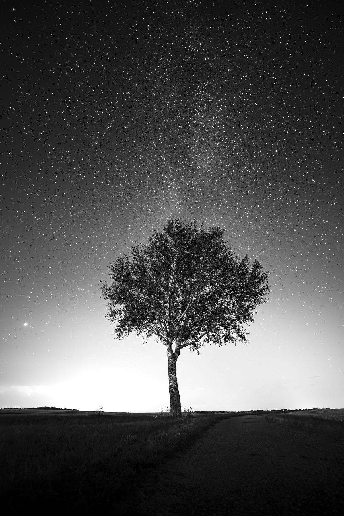 Einzelner Baum unter der vollen Milchstraße, offenes Feld