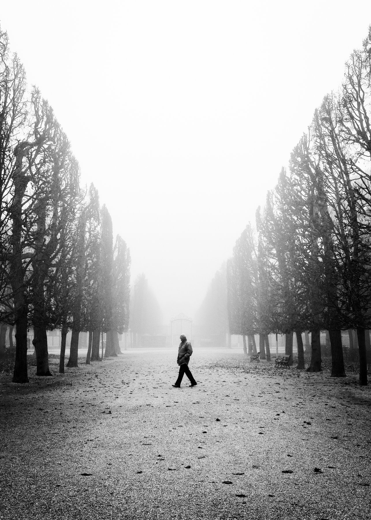 Einzelner Mann in einer Pappelallee im dichten Nebel