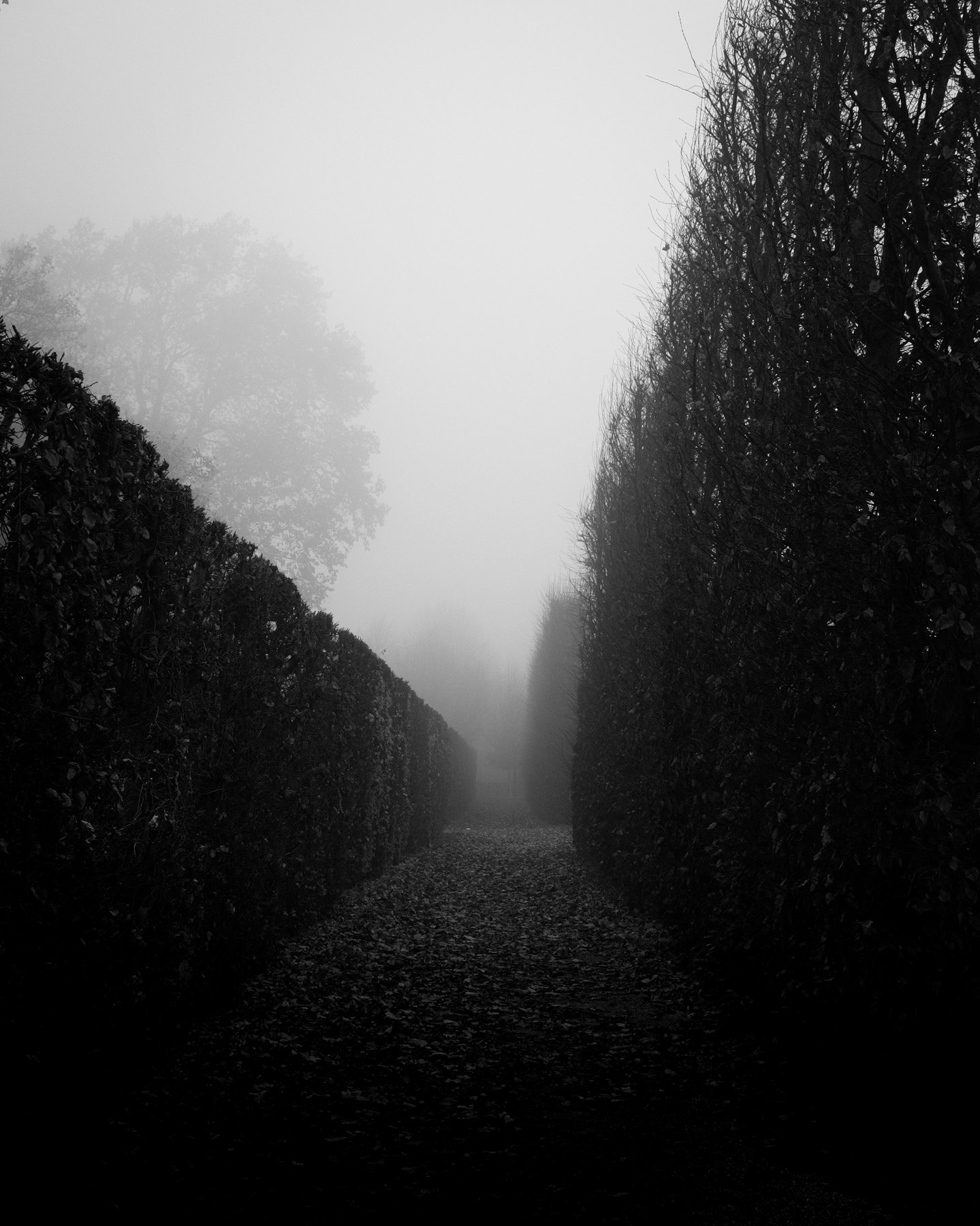 Weg zwischen hohen Hecken im Nebel