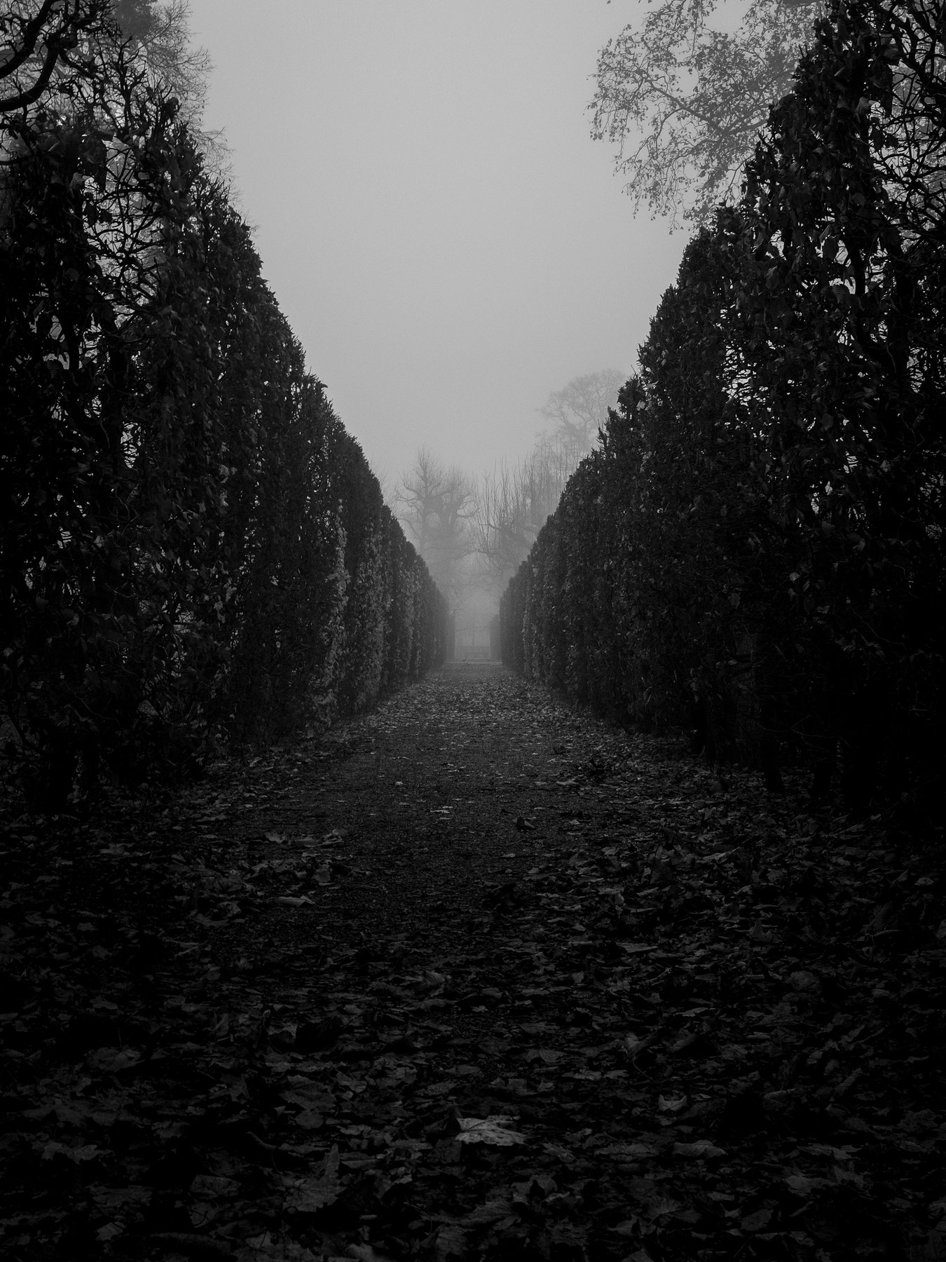 Streng symmetrische Heckenpassage im Nebel