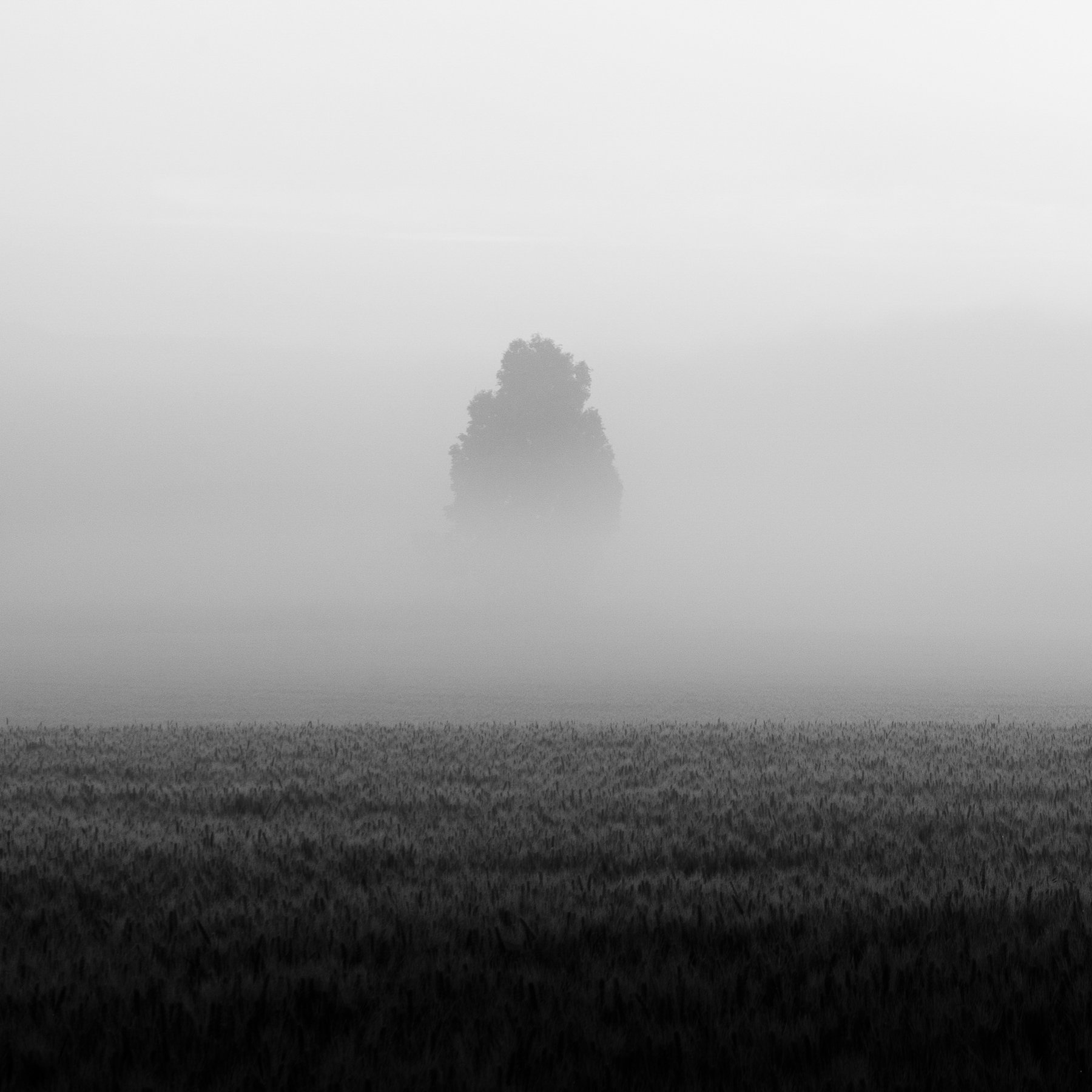 Einzelner Baum im Nebel über einem Weizenfeld