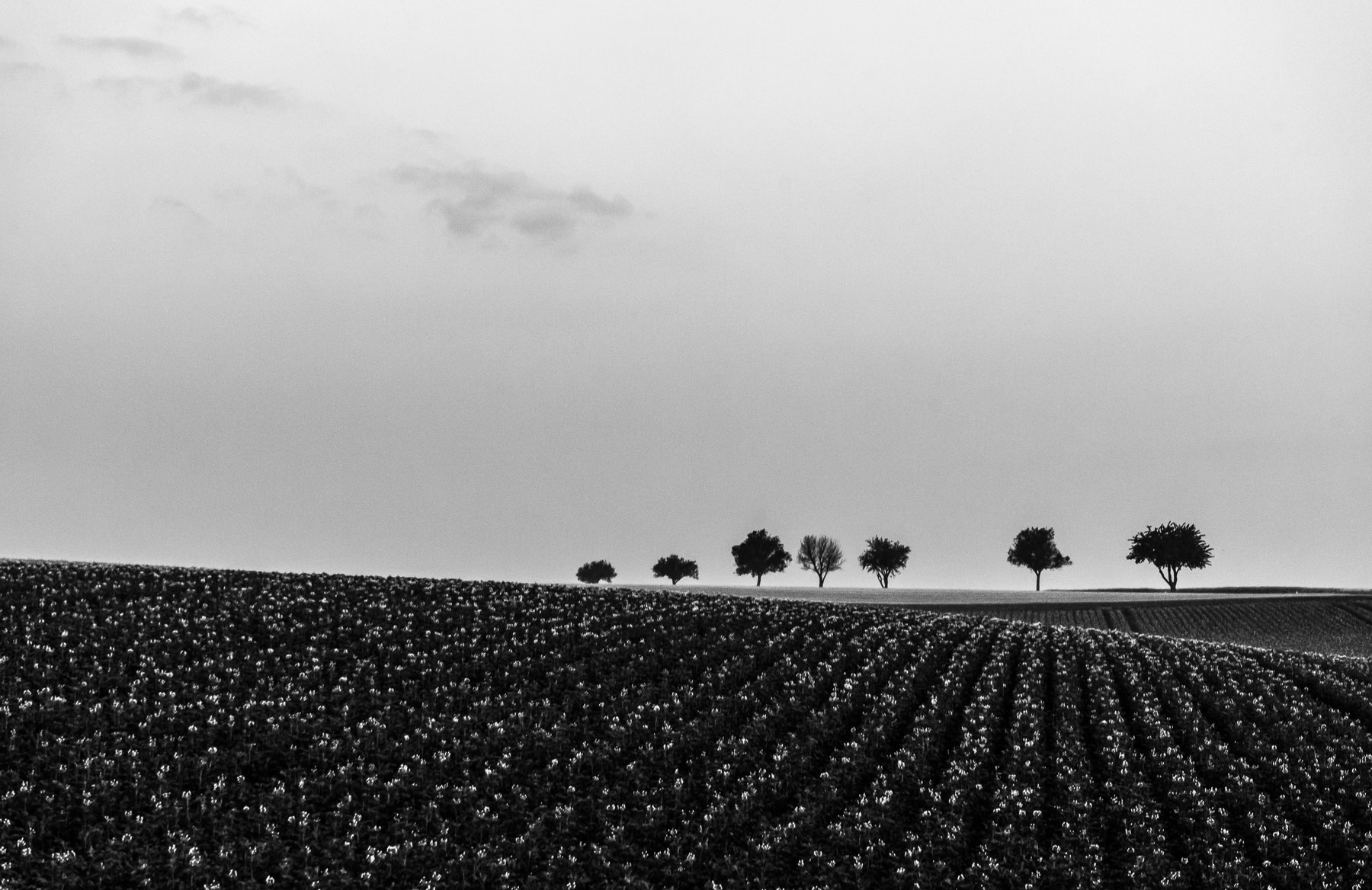 Feld mit Baumreihe am Horizont, minimalistisch