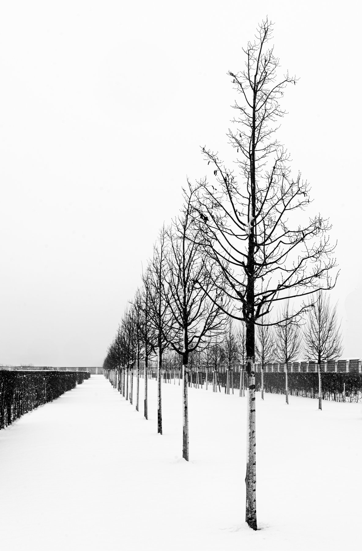 Baumreihen im Schnee, kahle Äste, diagonale Perspektive